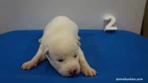 husky puppies for sale