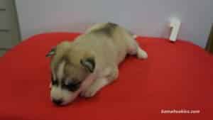 Husky Puppy For Sale
