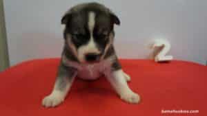 Black and White husky puppy for sale
