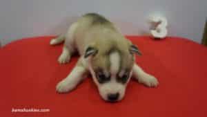 Siberian husky puppy for sale