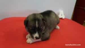 black and white husky puppy for sale