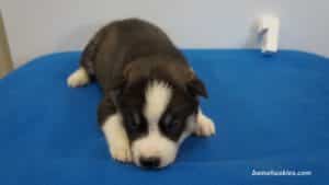 White husky puppy with blue eyes for sale