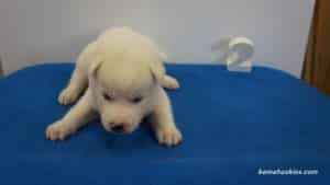 Grey and White Husky puppy