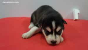 Black and white husky puppies for sale