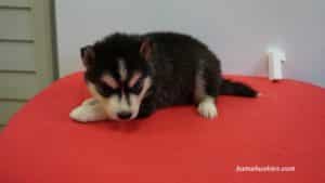 husky puppy