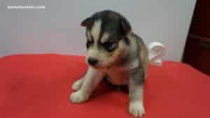 Black and white husky puppies for sale