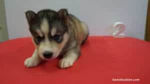 husky puppy