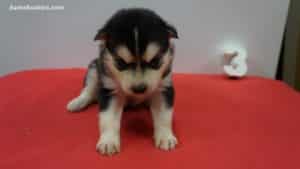 Black and white husky puppies for sale