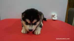 Siberian husky puppy