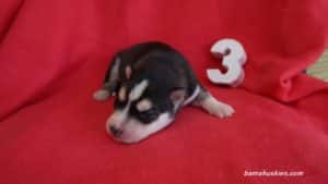 siberian husky puppy