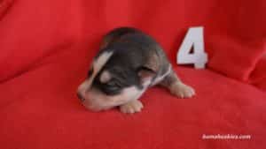 Siberian husky puppies for sale