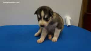 Black and white husky puppies for sale