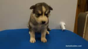 grey and white husky puppy