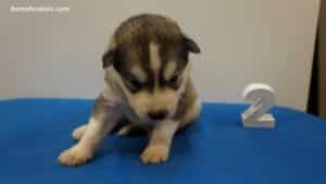 Black and white husky puppies for sale