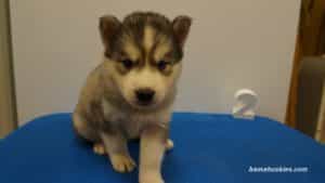 lexi husky puppy male 2