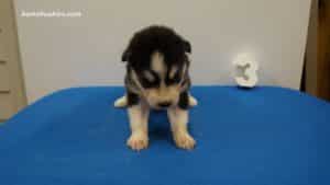 Black and white husky puppies for sale