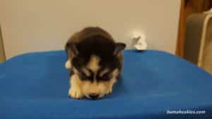 black and white husky