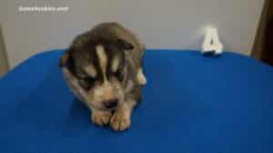 Black and white husky puppies for sale