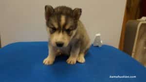 lexi husky puppy male 4