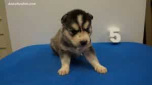 Black and white husky puppies for sale