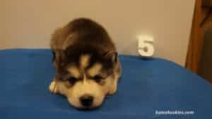 black and wite husky puppy