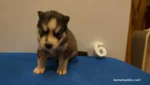 husky puppy for sale