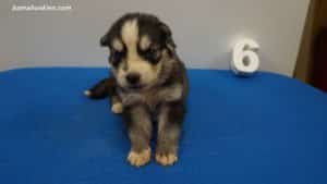 Black and white husky puppies for sale