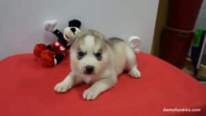 Siberian husky puppy