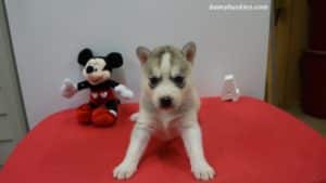 husky puppy for sale