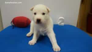 husky puppy for sale