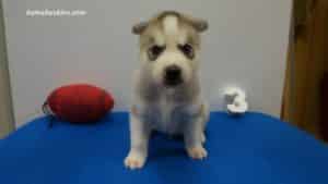 husky puppy
