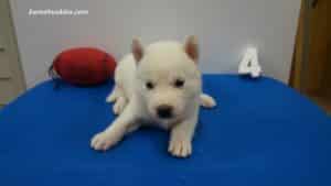 husky puppies for sale