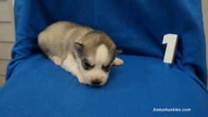 husky puppies