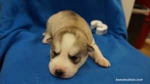 husky puppies for sale Alabama