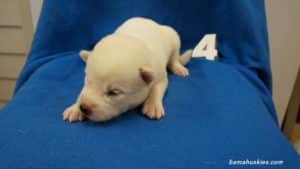 white husky puppy for sale