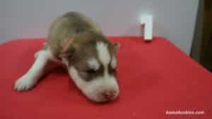 husky puppy