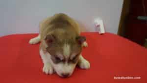 husky puppies for sale