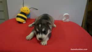 husky puppy