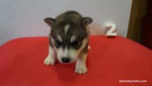 husky puppy