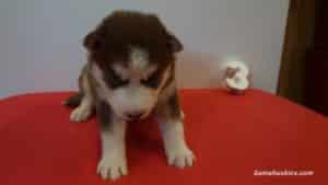 husky puppies for sale