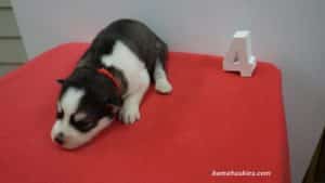 red and white husky puppy