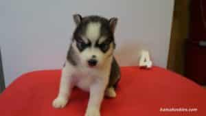 siberian husky puppy