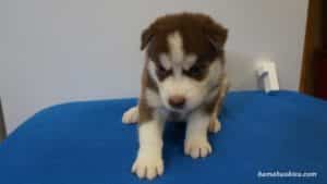 red husky puppy