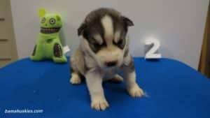 husky puppy for sale