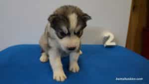 grey husky puppy for sale