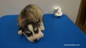 husky puppies for sale