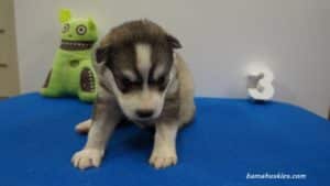 husky puppy