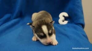 grey black and white husky puppy