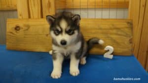 Grey and White Husky puppy