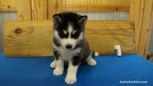 Black and White husky puppy for sale